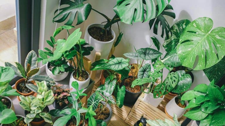 Brown Spots on Monstera Leaves: When to Worry and When to Relax